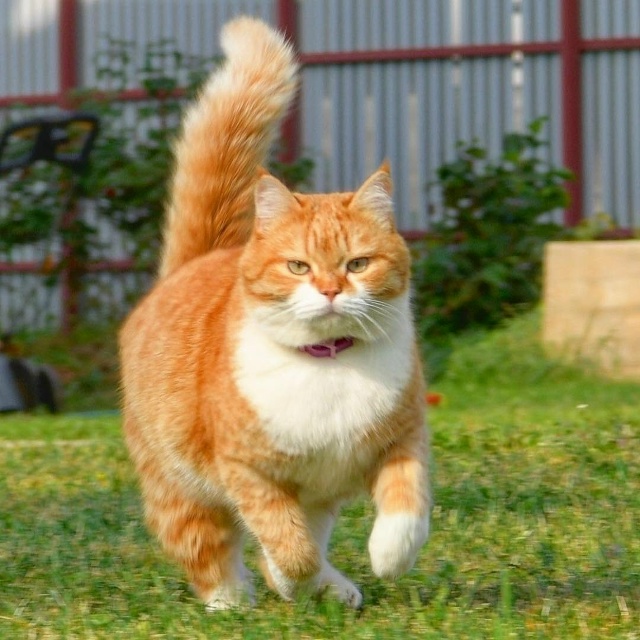 Котики - это не только мягкий мех, но и 3-4 килограмма фан...