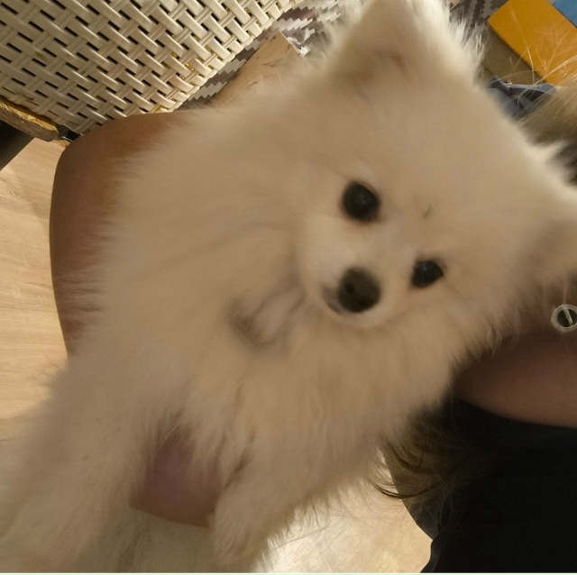 Здравствуйте. Найдена шпиц . В личку