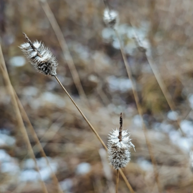 Осень крупным планом.