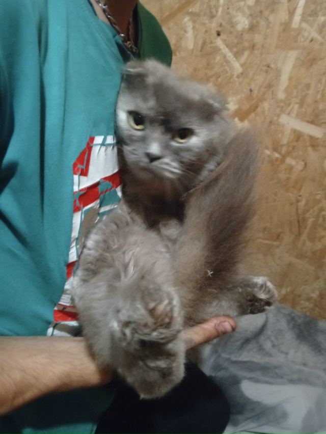 Одам кошку Шотландскую вислоухая
Её 2 годика зовут Мар?...