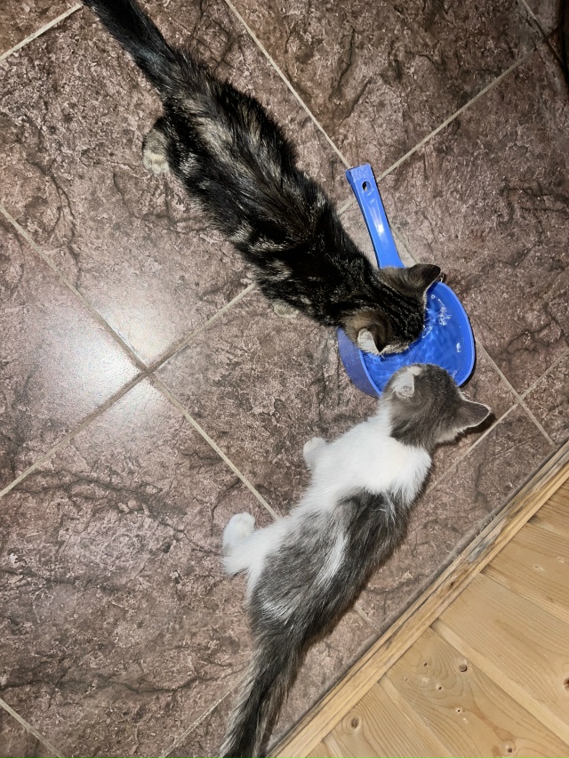 Срочно котята ищут дом девочка и мальчик 1 месяц им оче...
