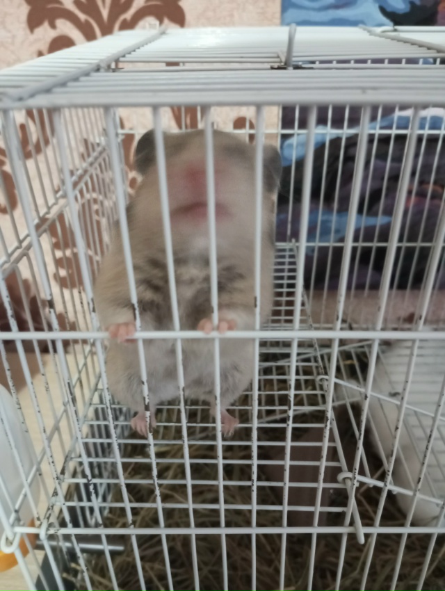 отдам в добрые руки сирийского хомяка, с причиной пере?...