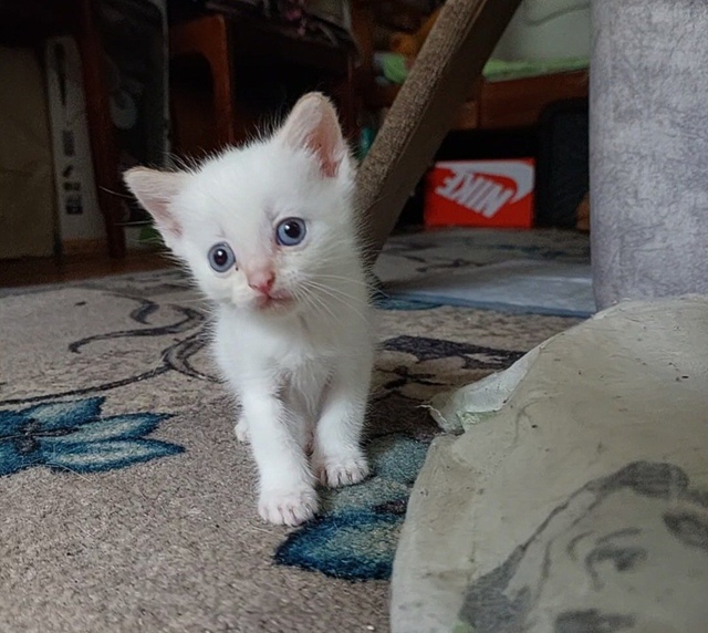 Отдадим котят в добрые руки, от британской кошки. Родил...