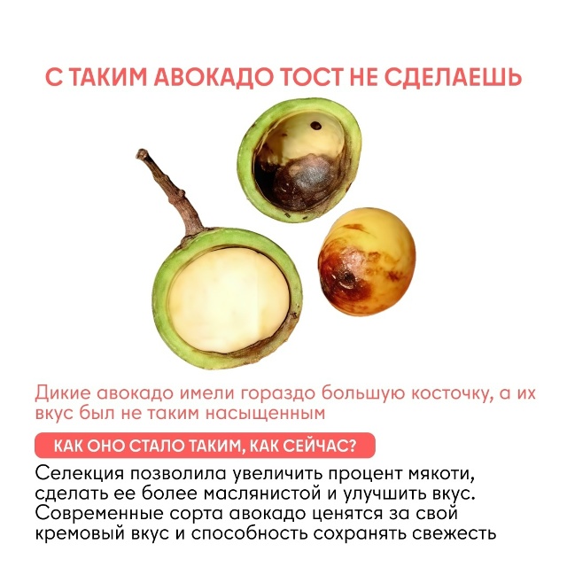 Как изменились овощи и фрукты за тысячи лет Задумывал...
