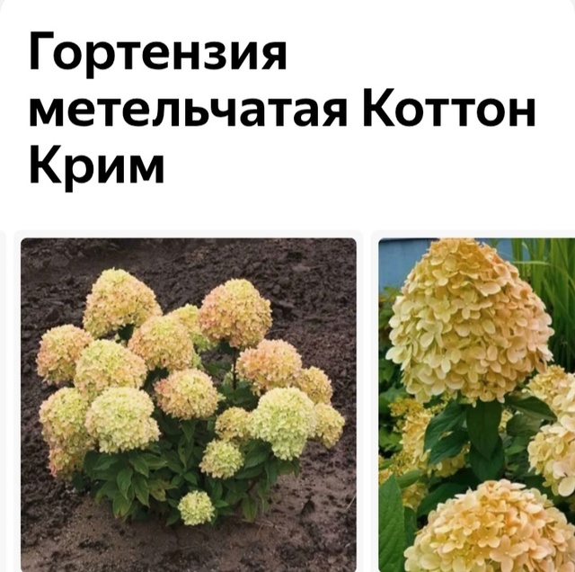 Предлагаю вам гортензии и хосты разных сортов.
Гортенз...