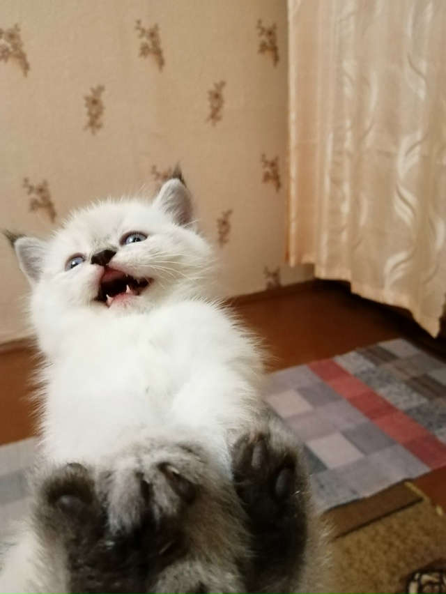 Отдам пушистого милого котёнка 1м,12дней за символическ...