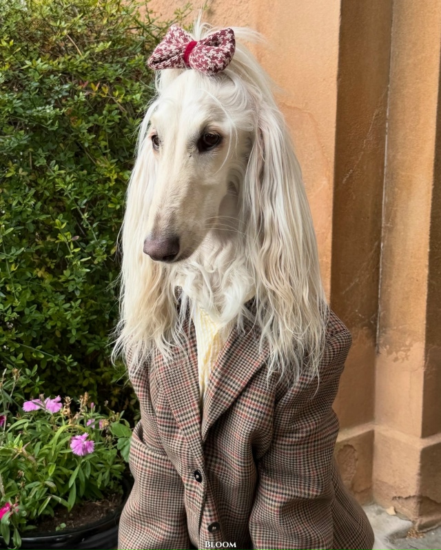 Что вы вообще знаете о стиле? Что?
Это собака Саманта —...