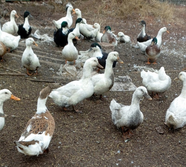 Продаются мясо утки 500р/кг ,
гуси 600р/кг или живьём.
Утки...