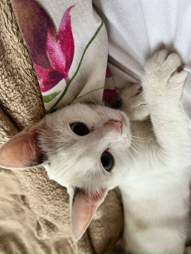 Потерялась кошка по кличке Соба 11.11.25, ориентировочно в...