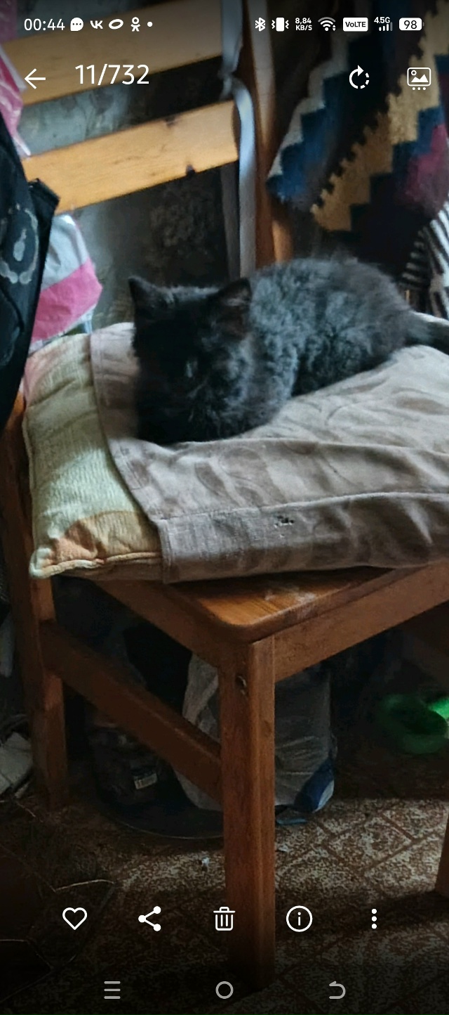 Анон. На Почтовой потерялся котёнок, Дымчатого цвета, п...