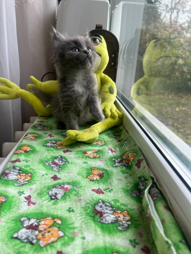 Котята в добрые руки! История у малышей следующая: 3 сен...