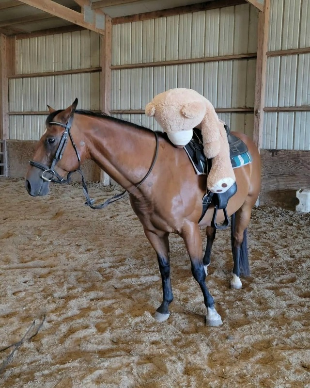 У некоторых лошадей есть свои мягкие игрушки для эмоци...