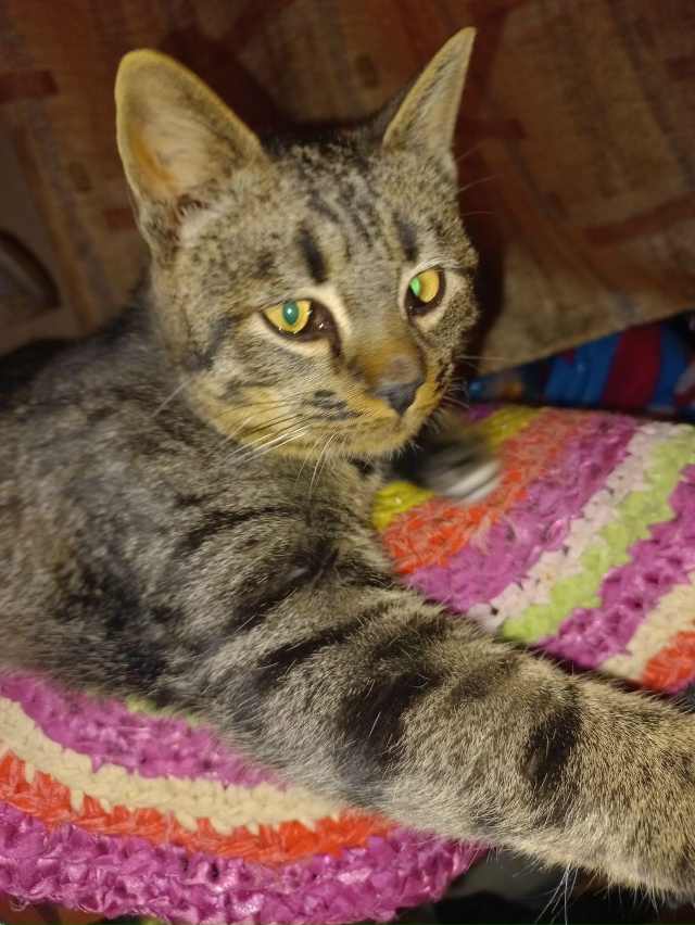 Дачные брошенки .Этого котика нашли на дачах в Шангост?...