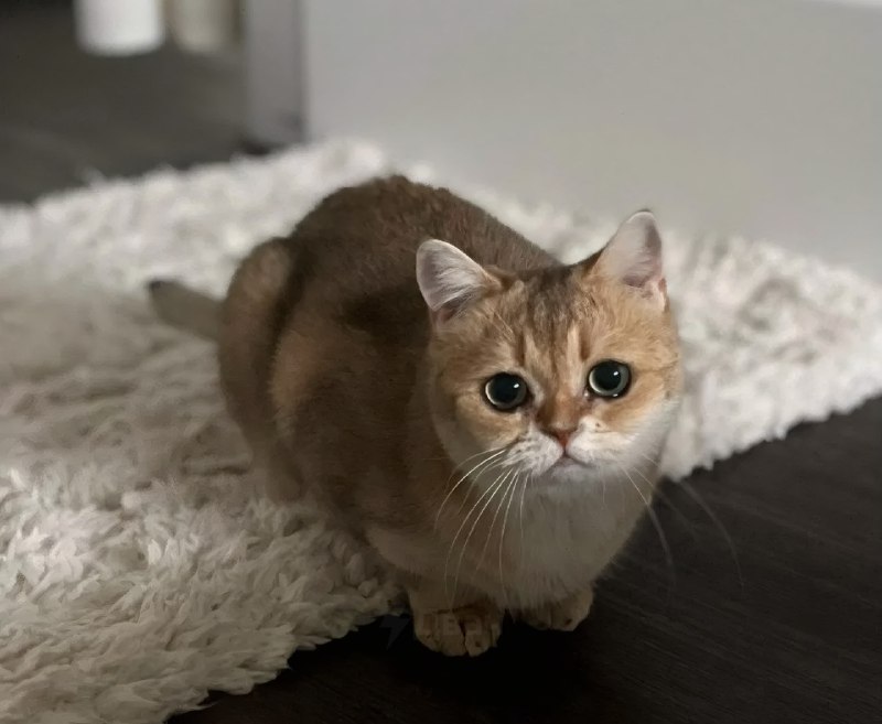 Тян показала свою кошку, у которой от природы такие ровные стрелки, будто глаза реально накрашены по