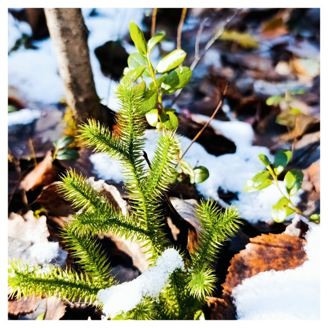 Осенний парк.