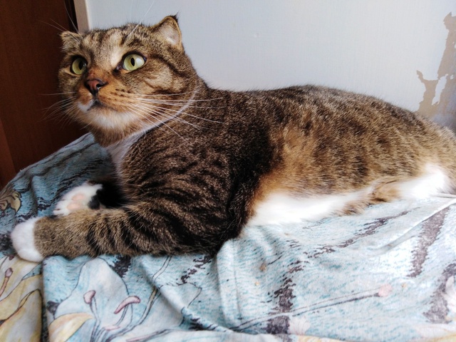 ВОЛГОРЕЧЕНСК ❗
МАЛЫШ, 🐈 ИЩЕТ ДОБРЫХ И ЗАБОТЛИВЫХ ЛЮД?...