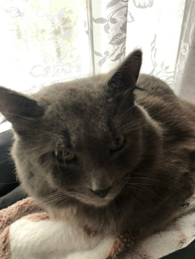 ?? Пропал кот, на ул Некрасова. Если кто - то видел или...