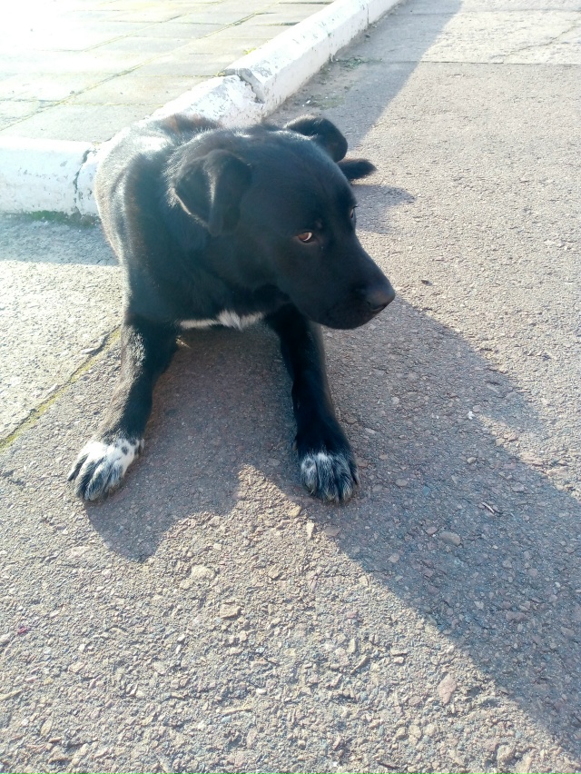 Чья потеряшка? бегает на станции Свирь
Ищет хозяина.
Л?...