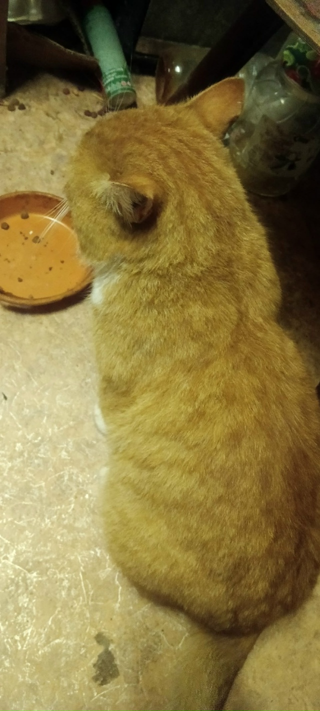 - Пропал кот в Микрорайоне 6 , может кто нибудь видел, ил?...