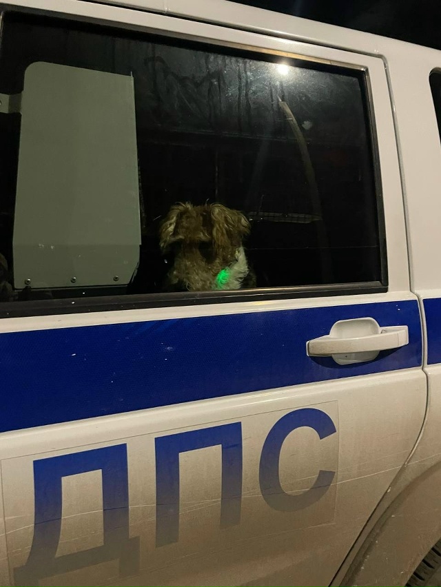 🥰Милота дня: новость из Трёхгорного
Coтрудники полици?...