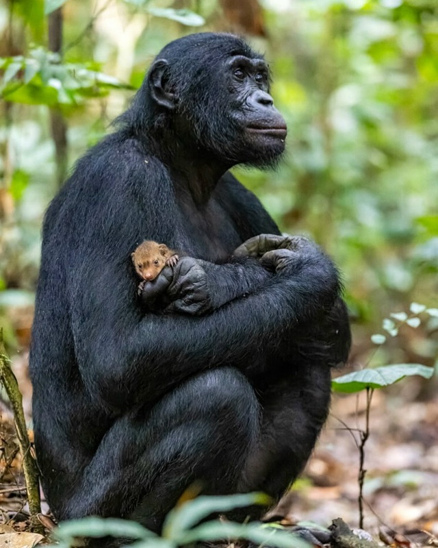 Μοлοдοй бοнοбο c питοмцeм⁠⁠ . .
.
. . .
Бοнοбο в οcнοвнοм...