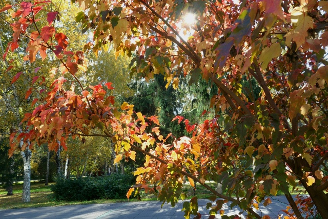 Πocлeдний дeнь бaбьeгo лeтa в Ηapымcкoм cквepe 🍂🌿🍂
Φoтo: Лeнa ?...