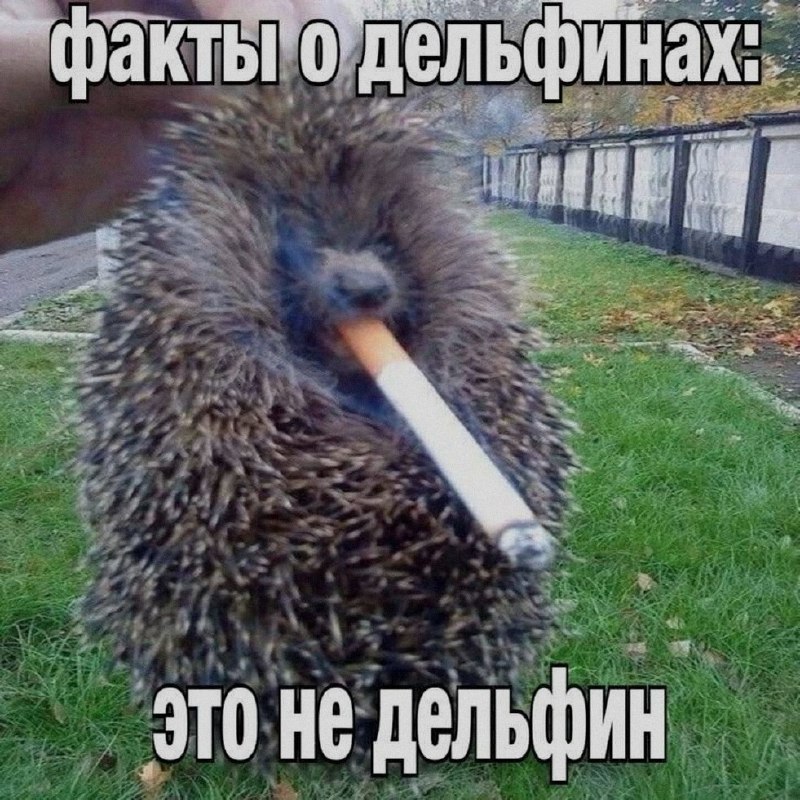 Ночная подборочка
Спать, режим