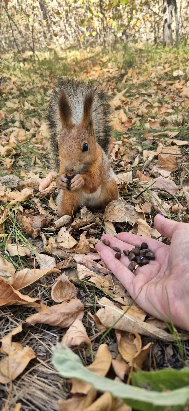😃 Ко мне пришла белочка 🐿 в парке Строителей 🍂
Фото:...