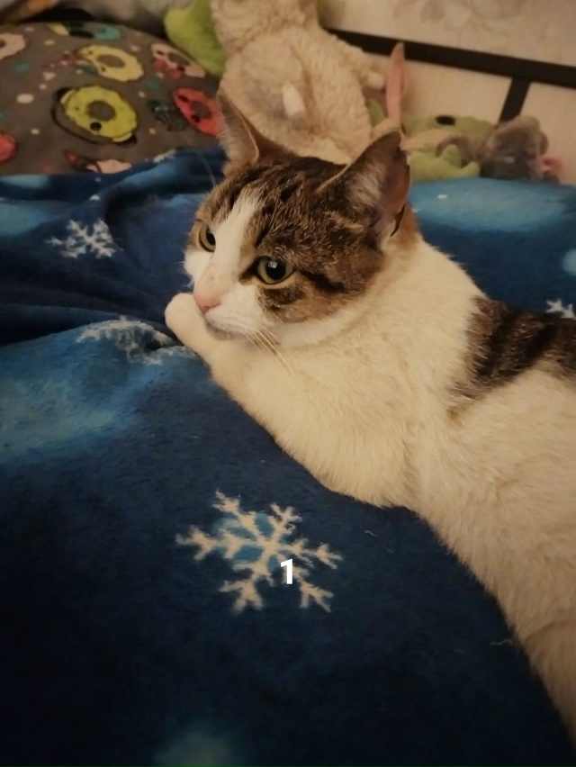 #ПотерялиНашлиПомогите
1 нужна кому-нибудь кошечка?
п?...