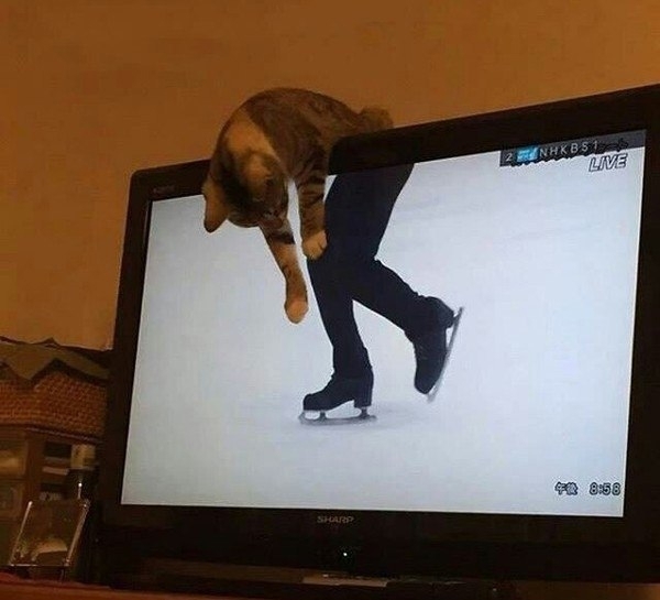 Коты всегда в тему