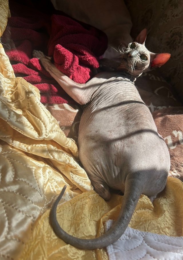 Всратые кроватные Груша ( с усами) и Киви