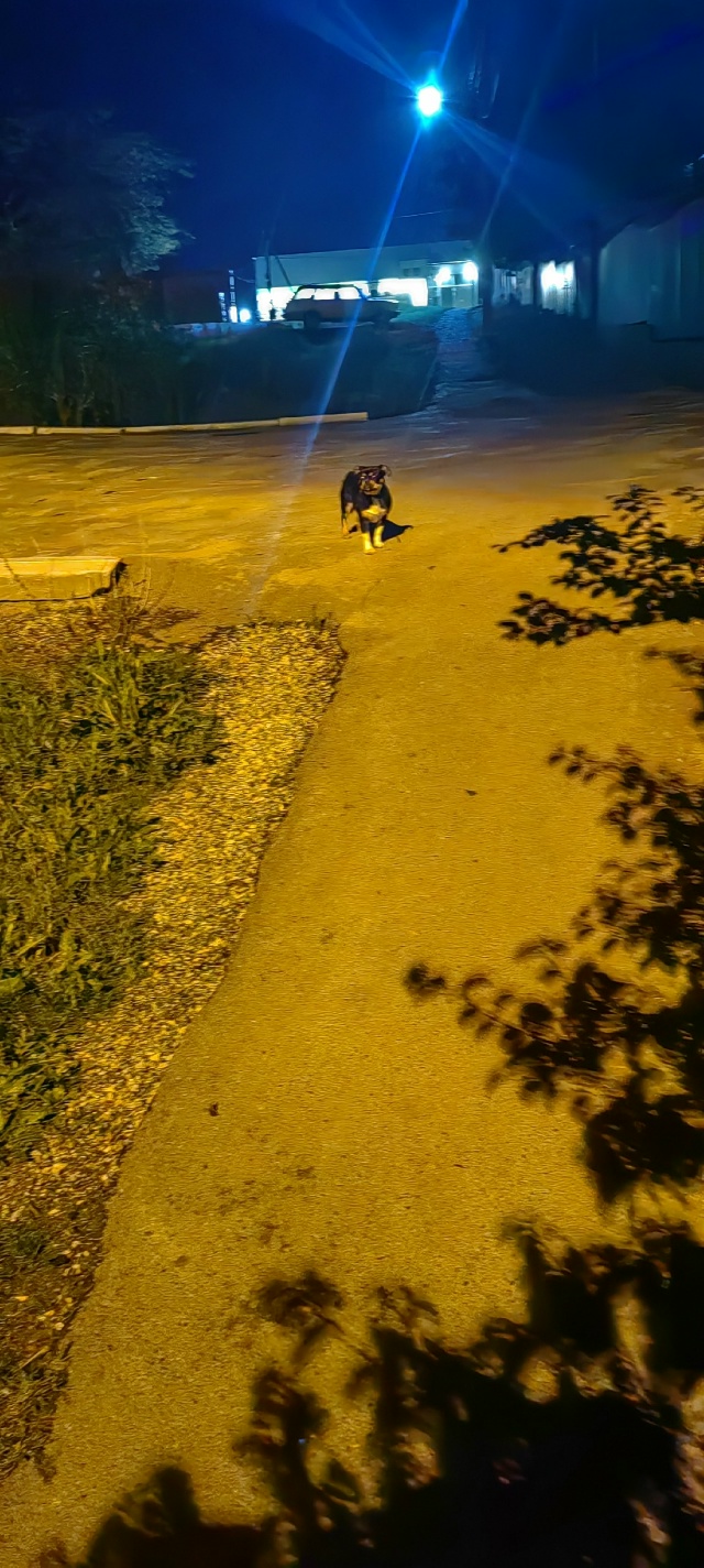 доброе утро. Чей пес??? С ошейником. Вчера вечером в часо...