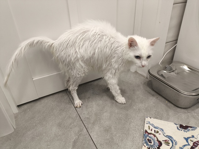 Влажная киса #КотянСутоевич
