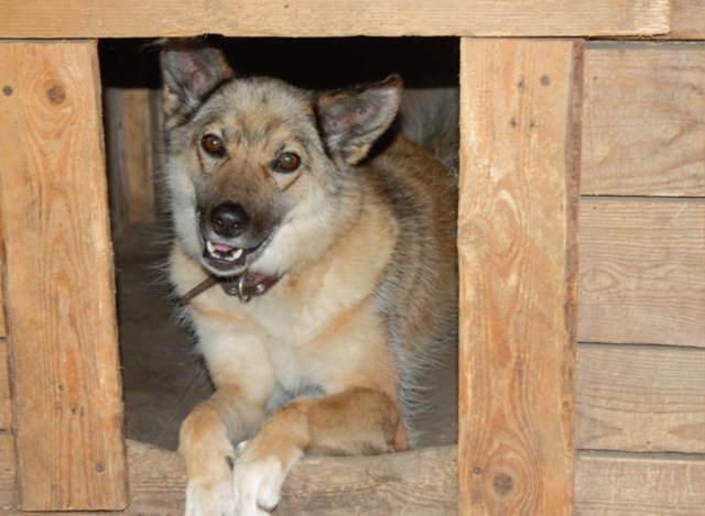 Альфочка ищет хорошую семью! 🙏🐕 Пристраивается в от...