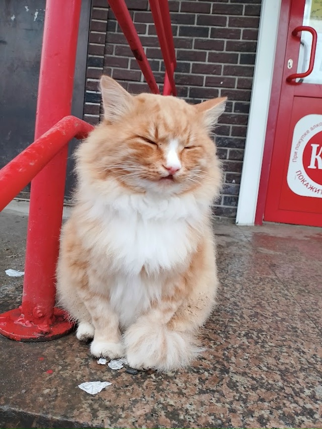 хозяин краснобелого...
😻