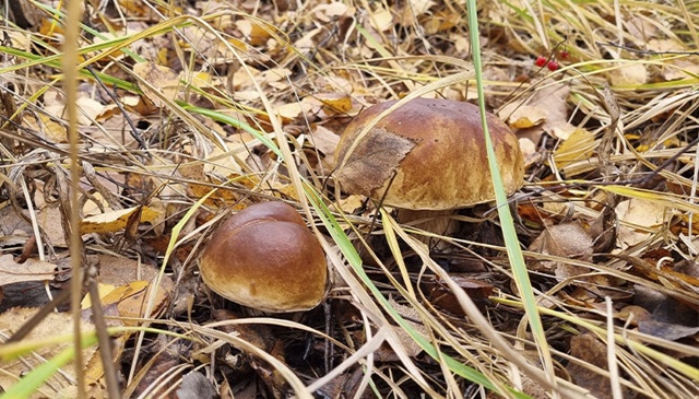 В Тамбовской области ещё 2 человека отравились грибами...