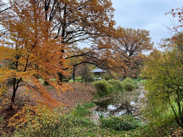 Японский сад в Ботаническом саду 🍃.
Фото: Татьяна Ти?...
