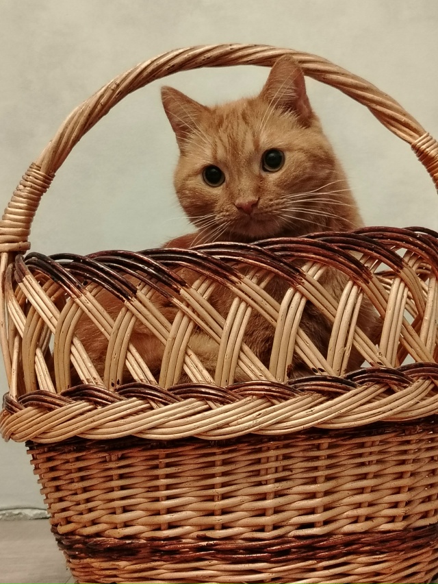 Рыжий пирожок