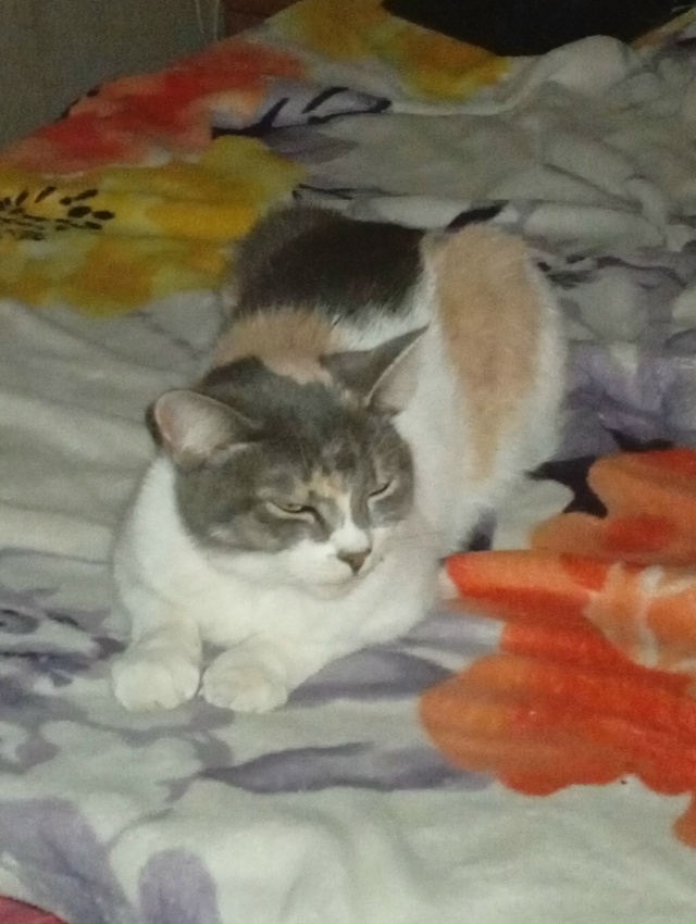 Доброй ночи! Никто не терял кошечку? С розовым ошейнико...