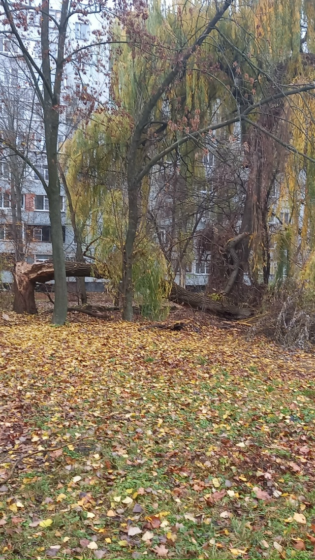 Почему так грязно в городе ,не убирается листва и не сп?...
