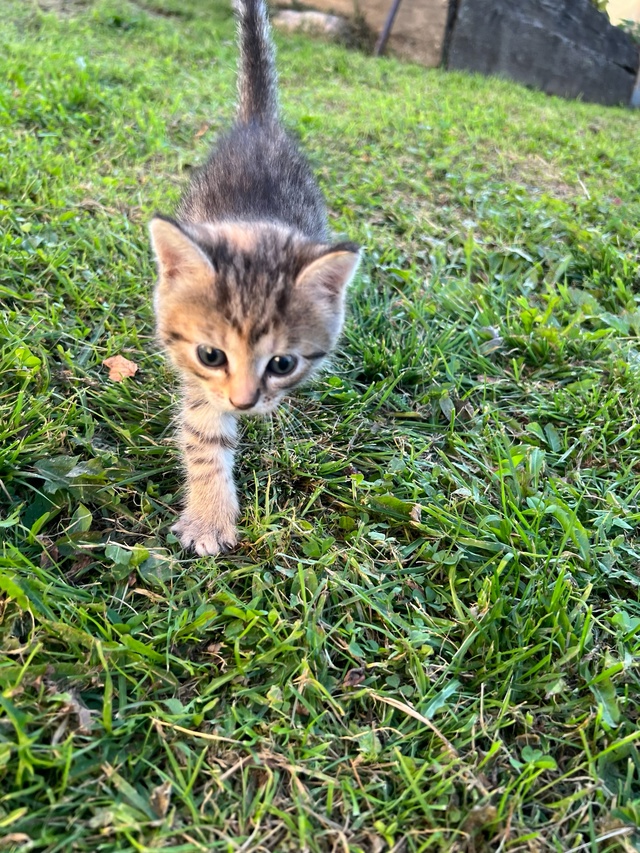 🐈 СРОЧНО ‼️
Котята ищут добрые руки в г. Окуловка! 🐅...