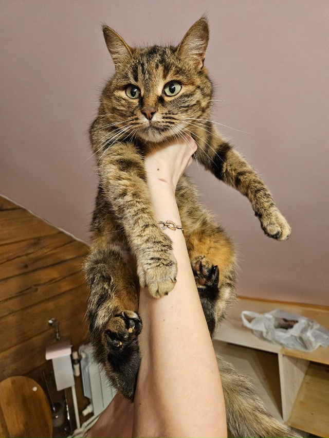 🐈Кошечка ищет дом в Можайске🐈
Была отловлена на улиц...