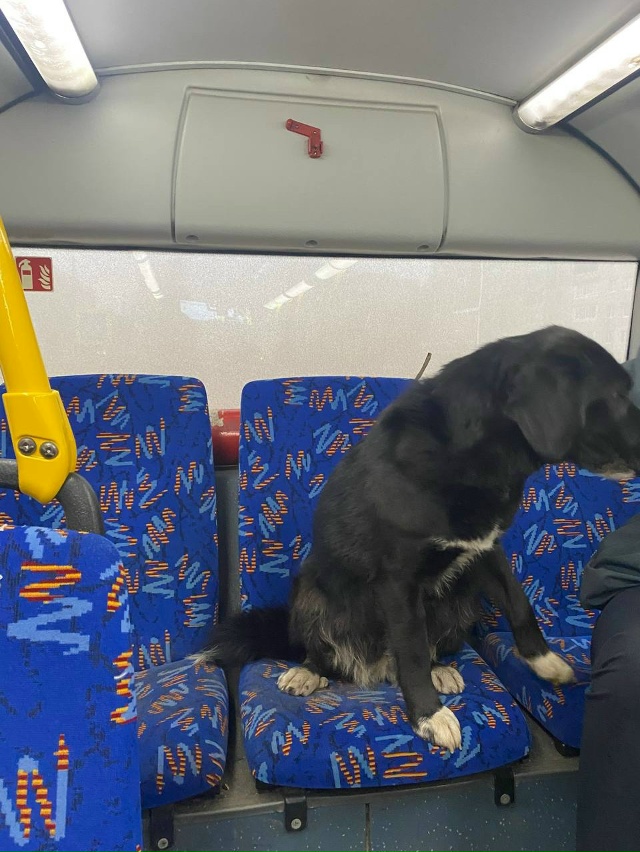 Всем добрый день
Девушка села в центре, этот пес уже си...