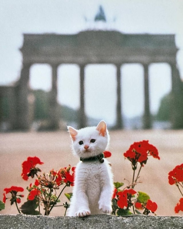 Милейшие фото из книги под названием «Котята на каникулах» — автор японский фотограф Синдзиро Сагара