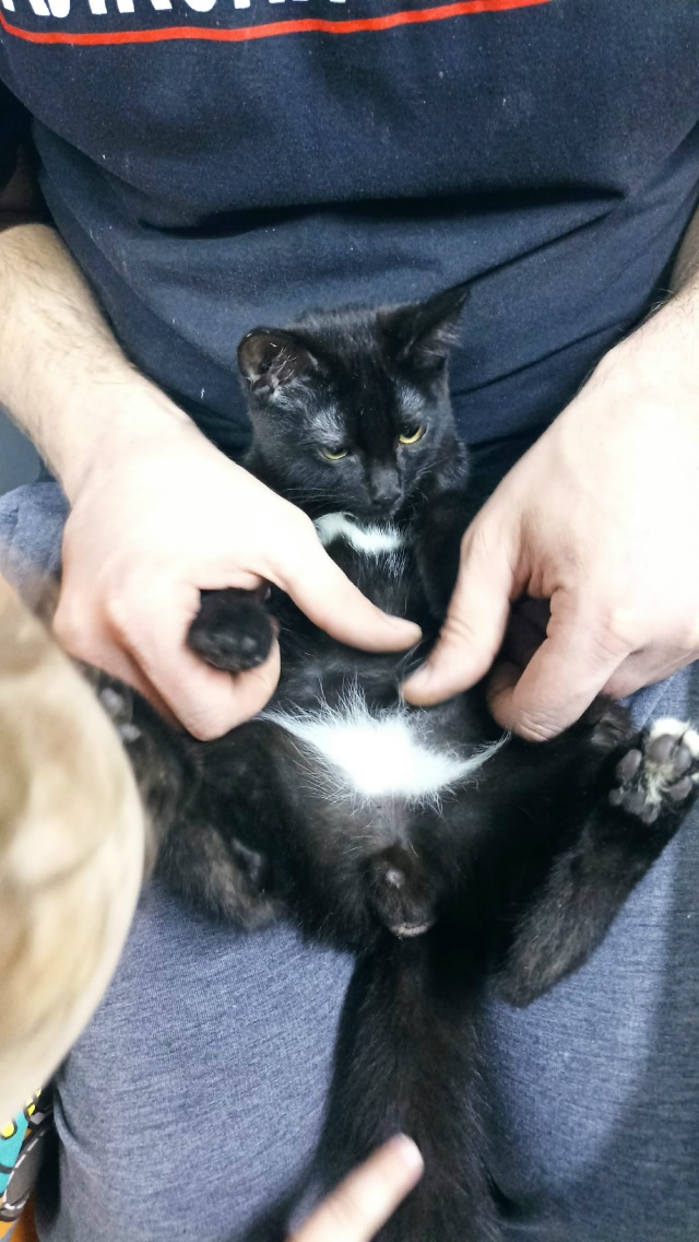 Может кто потерял ? Увязался на ул.Зои Космодемьянской ...