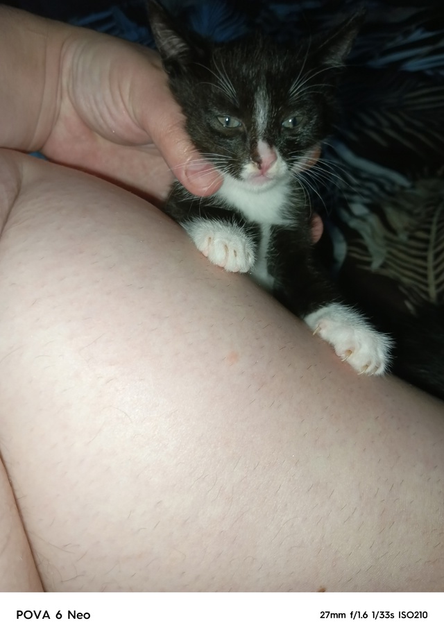 Отдам котят, бесплатно, в добрые руки.