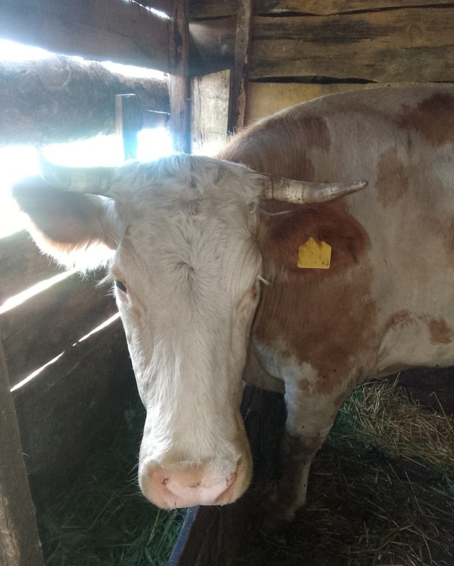 🐄 Трогательная история коровы из Суджанского района ?...
