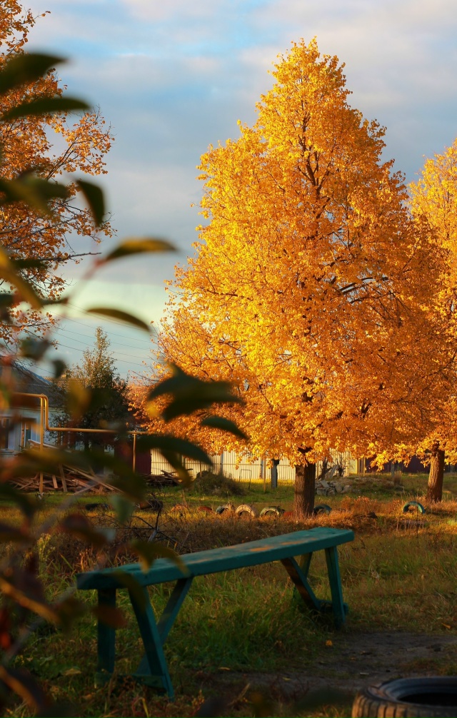 Золотая осень в Воронежской области.??