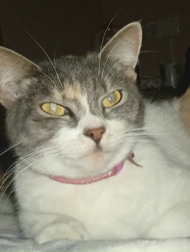 Доброй ночи! Никто не терял кошечку? С розовым ошейнико...