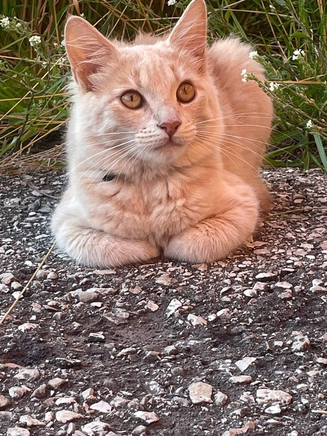 пропала кошка. отзывается на имя 